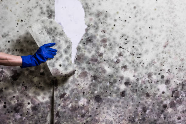 Professional Mold Removal in Malverne, NY