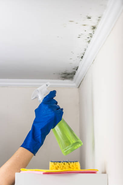 Best Emergency Mold Removal  in Malverne, NY